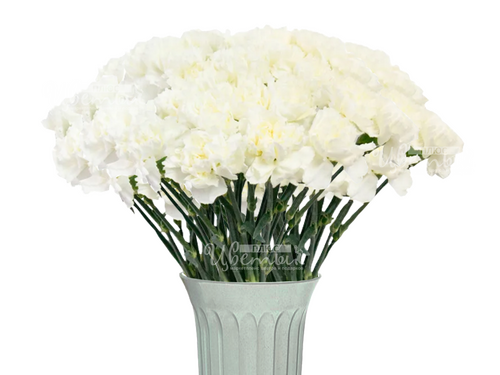 Гвоздики, цветы, букеты, подарки.. доставка по Югу России и Москве